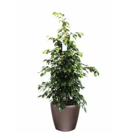 Mis het niet | Ficus Benjamina in watergevende Classico bruin