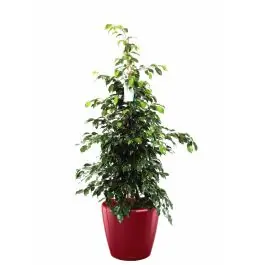 Ficus Benjamina in watergevende Classico rood - Actie loopt bijna af