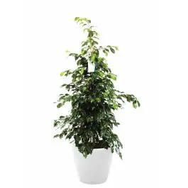 Ficus Benjamina in watergevende Classico wit | Bespaar nu