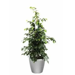 Ficus Benjamina in watergevende Classico zilver | Koop vandaag