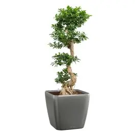 Ficus Bonsai in watergevende Quadro antraciet | Online bestellen