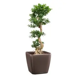 Ficus Bonsai in watergevende Quadro bruin | Sale