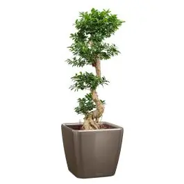 Ficus Bonsai in watergevende Quadro taupe - Hoge kwaliteit