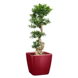 Gratis retourneren - Ficus Bonsai in watergevende Quadro rood