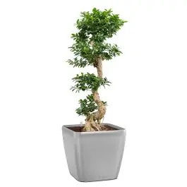 Klantfavoriet | Ficus Bonsai in watergevende Quadro zilver