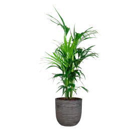 Expreslevering - Kentia Howea in Nature Rib Egg Planter antraciet