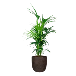 Veilig betalen - Kentia Howea in Nature Rib Egg Planter bruin