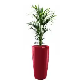 Kentia Howea in watergevende Rondo rood - Snelle verzending