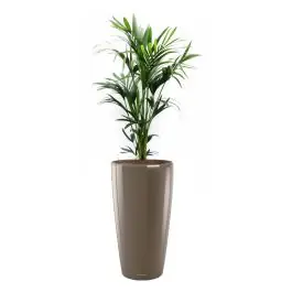 Kentia Howea in watergevende Rondo taupe - Koopje