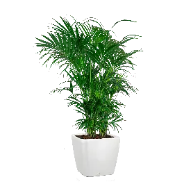 Kentia Howea in watergevende Quadro wit | Hoge kwaliteit