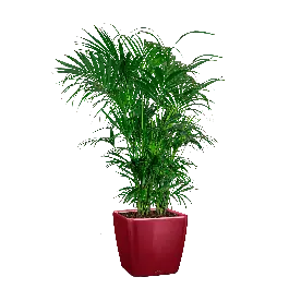 Topkwaliteit | Kentia Howea in watergevende Quadro rood