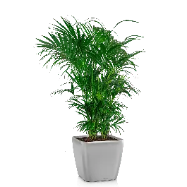 Kentia Howea in watergevende Quadro zilver - Opruiming