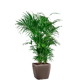 Kentia Howea in watergevende Quadro bruin | Scherp geprijsd