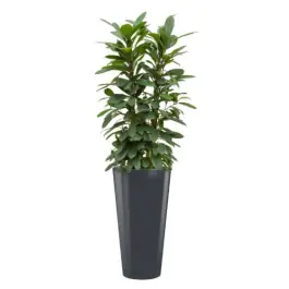 Nieuw gelanceerd | Ficus Cyathistipula hydrocultuur in Runner rond antraciet