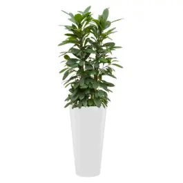 Ficus Cyathistipula hydrocultuur in Runner rond wit - Net toegevoegd