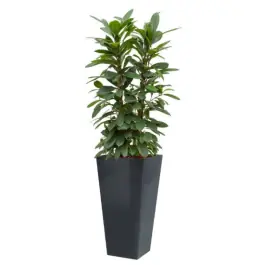 Bijna uitverkocht - Ficus Cyathistipula hydrocultuur in Runner vierkant antraciet