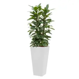 Direct van de fabrikant | Ficus Cyathistipula hydrocultuur in Runner vierkant wit