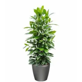 Net toegevoegd - Ficus Cyathistipula in watergevende Classico antraciet