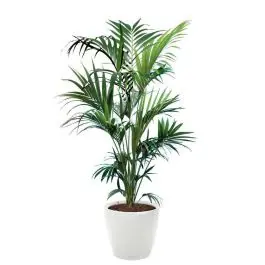 Kentia Howea in watergevende Classico wit | Outlet