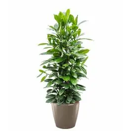 Prijsverlaging | Ficus Cyathistipula in watergevende Classico taupe