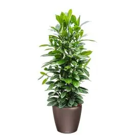 Beperkte voorraad - Ficus Cyathistipula in watergevende Classico bruin
