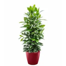 Scherp geprijsd - Ficus Cyathistipula in watergevende Classico rood