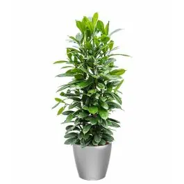 Bestel nu - Ficus Cyathistipula in watergevende Classico zilver