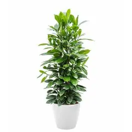 Ficus Cyathistipula in watergevende Classico wit - Wees er snel bij