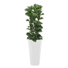 Nog maar een paar beschikbaar | Ficus Bambino hydrocultuur in Runner Rond wit