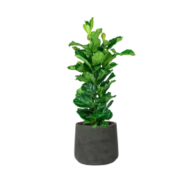 Ficus Lyrata in Rugged Patt zwart - Makkelijk bestellen
