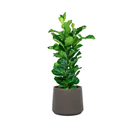 Ficus Lyrata in Rugged Patt chocolate | Veel gevraagd