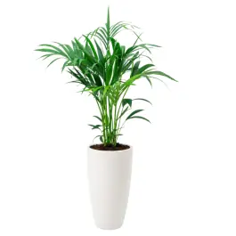 Voordelig - Kentia Howea in June Round Linnen Wit