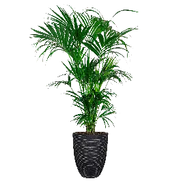 Kentia Howea in Nature Row Vase Elegant antraciet | Topproduct