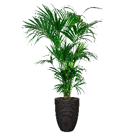 Kentia Howea in Nature Row Vase Elegant zwart - Direct van de fabrikant
