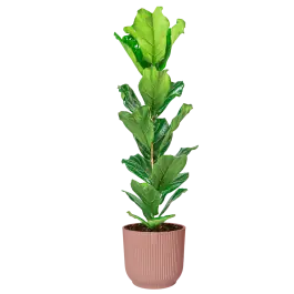 Ficus Lyrata in Vibes roze | Online bestelbaar