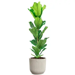 Ficus Lyrata in Vibes wit | Nieuw binnengekomen