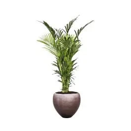 Dagdeal - Kentia Howea in Metallic Couple coffee