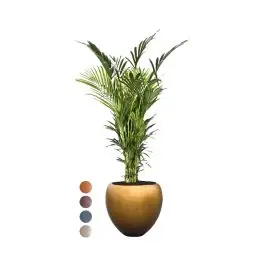 Kentia Howea in Metallic Couple honey | Scherpe prijs