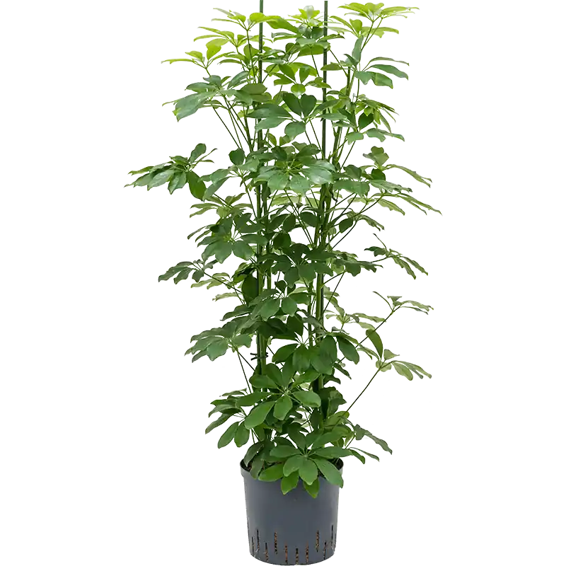 Direct leverbaar - Schefflera Compacta toef