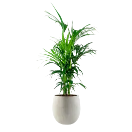 Kentia Howea in Grigio Balloon Concrete wit | Dagdeal