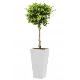 Ficus Nitida hydrocultuur in Runner vierkant wit | Flitsaanbieding