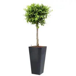 Ficus Nitida hydrocultuur in Runner vierkant antraciet | Voordelig