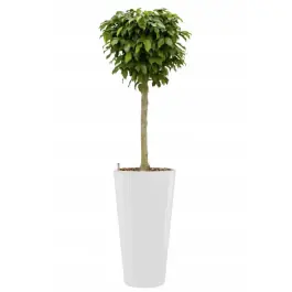 Bestel vandaag - Ficus Nitida hydrocultuur in Runner rond wit