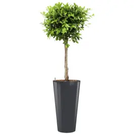Ficus Nitida hydrocultuur in Runner rond antraciet - Erg populair