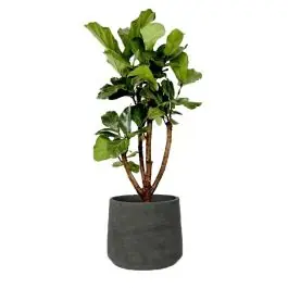 Ficus Lyrata vertakt in Rugged Patt zwart | Net binnen