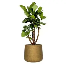 Ficus Lyrata vertakt in Rugged Patt goud - Topkwaliteit