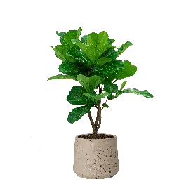 Hoge kwaliteit | Ficus Lyrata vertakt in Rugged Patt grijs