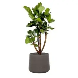 Ficus Lyrata vertakt in Rugged Patt chocolate | Favoriet van klanten