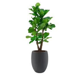 Hoog gewaardeerd | Ficus Lyrata vertakt in Grigio Tall Balloon antraciet
