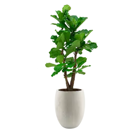 Nu kopen - Ficus Lyrata vertakt in Grigio Tall Balloon wit